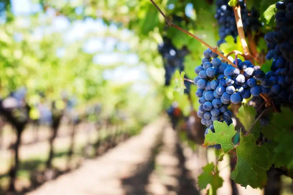 grapes 553463 1920